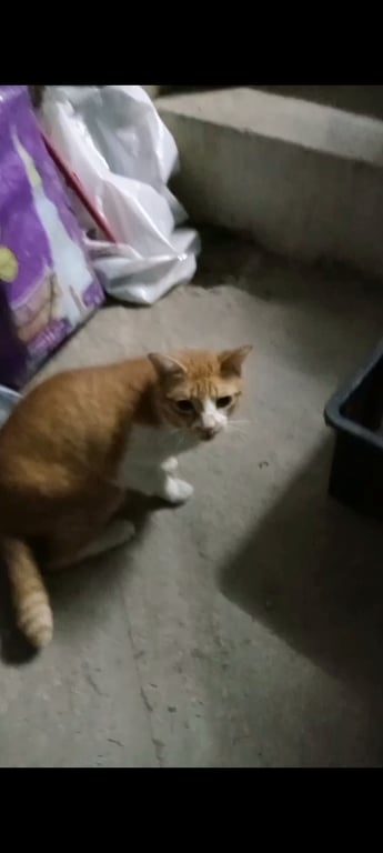ตามหาเจ้าของแมว แมวสี ส้ม ขาว ตัวอ้วน มีปอกคอ ไม่ทราบเพศ
แมวใครหายไหมคะ น้องมาบ้านทุกวันเลย พาเพื่อนเเมวมาอีก 2-3 ตัว แต่ถ่ายเพื่อนๆนางไม่ทัน มีปอกคอ
#พิกัดแยกโรงทราย #ใกล้ร้านอาหารบ้านพวก #ทางไปเอสพีอิน #ใกล้โรงน้ำเเข็งพีพี #เชิงเนินระยอง