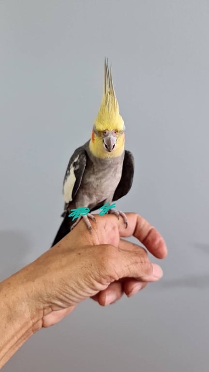 ตามหาเจ้าของนก 