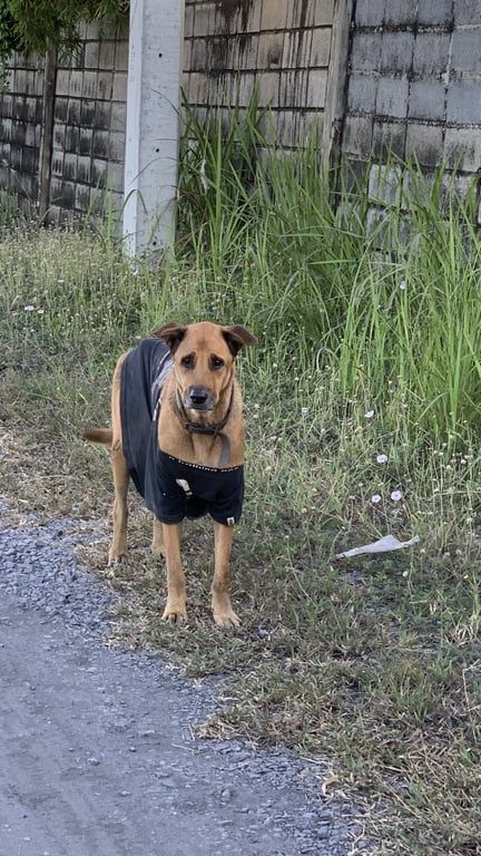 ตามหาเจ้าของหมา 