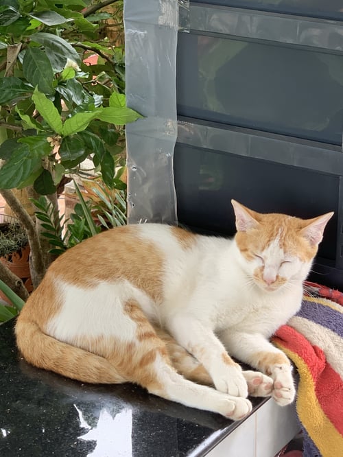 แซลม่อน