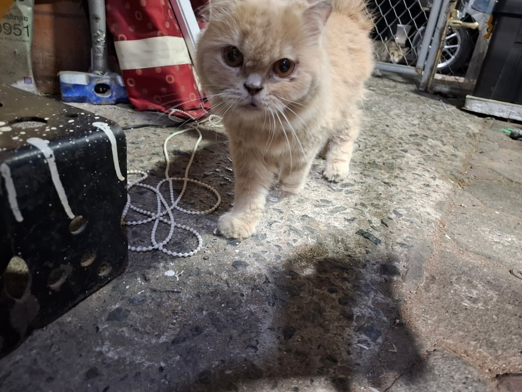 ตามหาเจ้าของแมว พบที่ ซอย4 ถ.บางแสนสาย2 ต.แสนสุข อ.เมืองชลบุรี