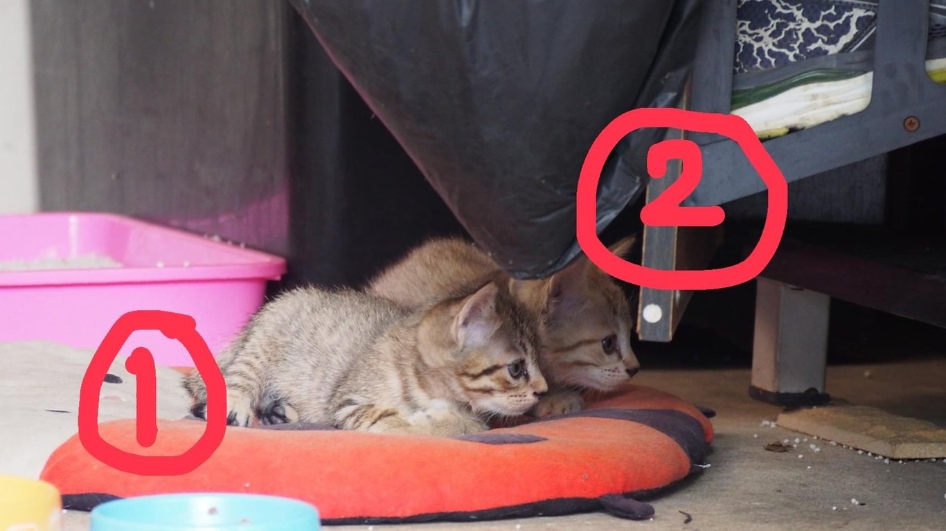 ตามหาเจ้าของแมว น้องเป็นแมวจรคะ แม่แมวคาบลูกมาคะ รวมทั้งหมด 6 ตัวค่ะ (แม่ 1ลูก5 คะ) ที่บ้านไม่สามารถดูแลน้องได้เยื่องจากแม่และลูกสาวเป็นภูมิแพ้และหอบหืดค่ะ ขอความเมตราให้น้องด้วยนะคะ น้อฃเข้ากระบะทรายเป็น ทานอาหารเม็ดได้คะ ปล.ตอนนี้น้องน่าจะอายุประมาณ เกือบ 2 เดือนค่ะ ติดต่อคุณแม่ เบอร์ 0863448280 ID line Wanwisa_d