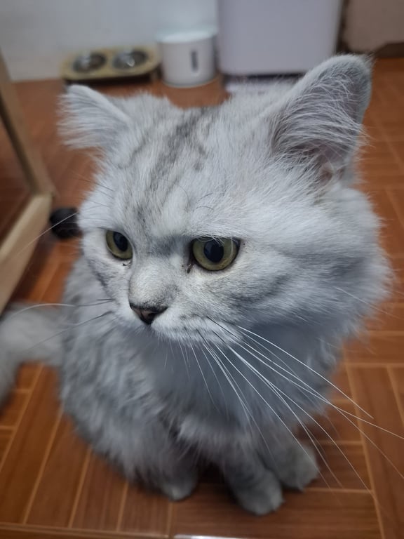 เซเว่น