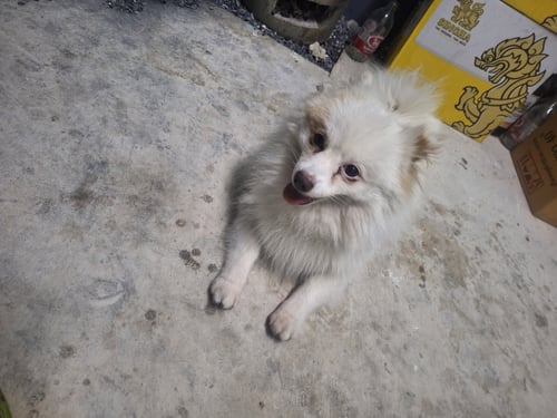 หมีๆ