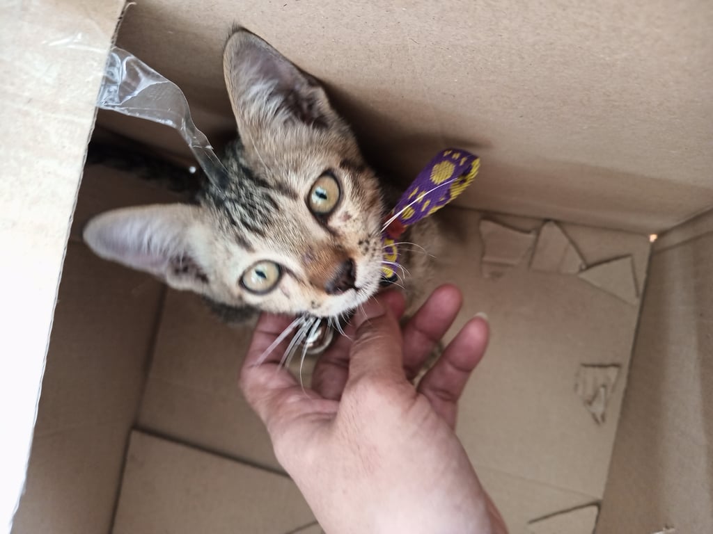 ตามหาเจ้าของแมว ตัวเลกอายุเดือนครึ่ง