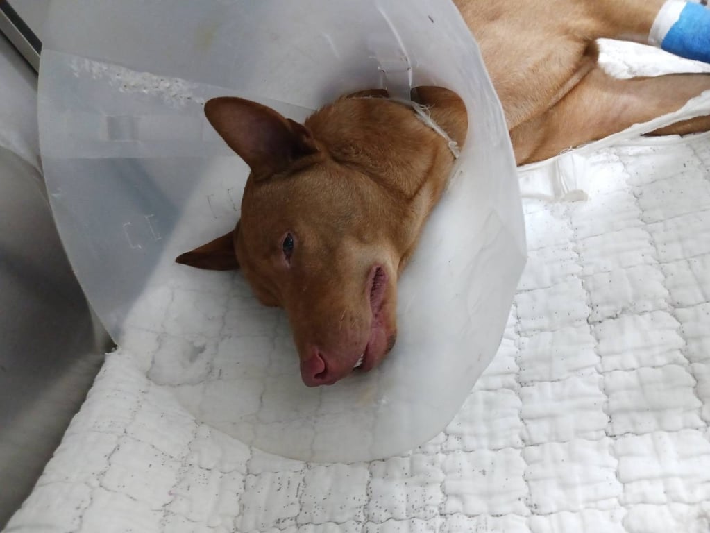 ตามหาเจ้าของหมา 