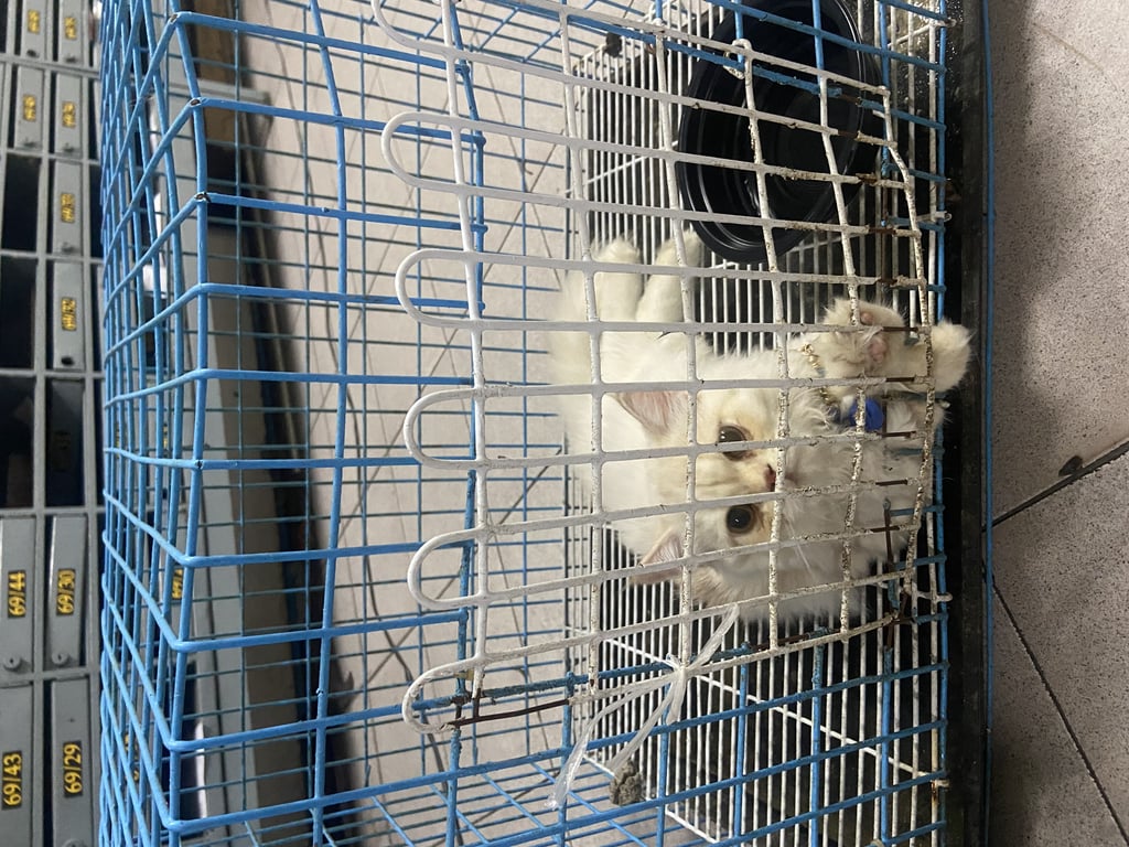 ตามหาเจ้าของแมว น้องตัวสีขาว พันธ์เปอร์เซียขี้เล่นไ่ม่กลัวคน น้องยังเป็นแมวเด็ก