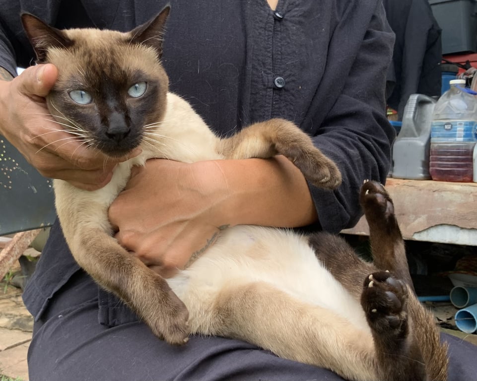 ตามหาเจ้าของแมว น้องเดินขึ้นบันไดมาที่ประตูบ้าน สภาพหิวเล็กน้อย ได้เอาอาหารและนำ้ให้ทาน น้องค่อนข้างเป็นมิตรโดยยอมให้อุ้มให้เกาคาง ตอนนี้ได้ให้น้องพักอยู่ในกรงเนื่องจากที่บ้านเลี้ยงหมากลัวจะโดนกัด น้องมีอาการเครียดบ้างแต่ขับถ่ายและทานอาหารได้ปกติ