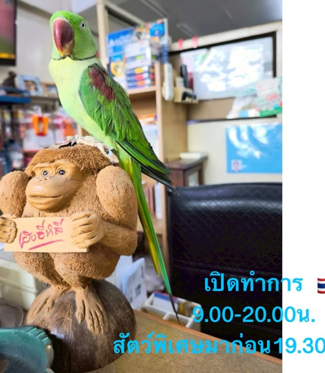 เอ็น.เค.สัตวแพทย์ คลินิกสัตว์ปีกและสัตว์พิเศษเลี้ยงลูกด้วยนม