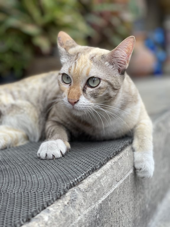 ครีม