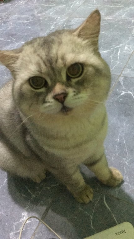 ไทเกอร์