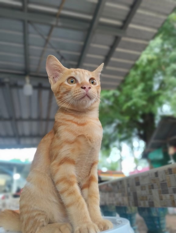 แซลมอน