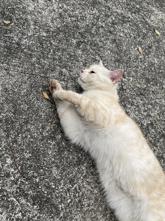 ตามหาเจ้าของแมว พบเจอแมวหลงทาง แถวหมู่บ้านชัยพฤกษ์บางพลี สมุทรปราการ มาประมาณ 2-3 อาทิตย์แล้วค่ะ ตัวสีครีม ไม่มีปอกคอ น่าจะหลงทางมา ทางบ้านคนที่เจอมีแมวอยู่ เอาเข้าไม่ได้อีก 2 ตัวในบ้านร้องกันค่ะ ส่วนน้องตัวที่หลงไม่ให้จับ เทอาหารให้ไม่ยอมกินค่ะ