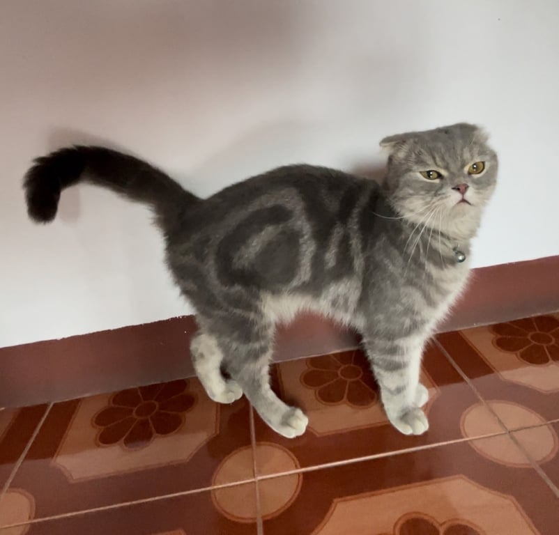 ตามหาเจ้าของแมว สีเทา ลายคาดดำ