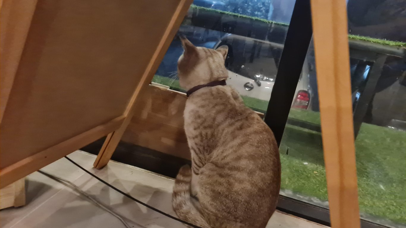 ตามหาเจ้าของแมว มีปรอบคอสีม่วง