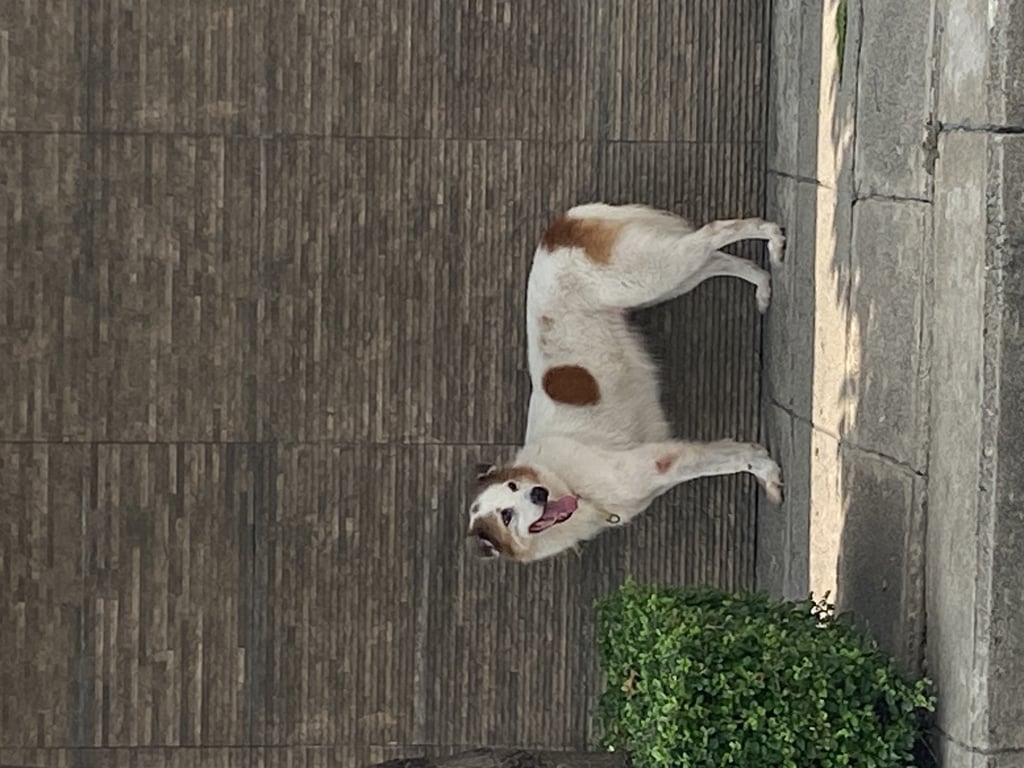 ตามหาเจ้าของหมา น้อง พันธุ์บางแก้วลักษณะนิสัยเชื่องเป็นมิตรกับคนรอบข้างสีของน้องขาวน้ำตาล มีปลอกคอสีเหลืองลายสก็อต