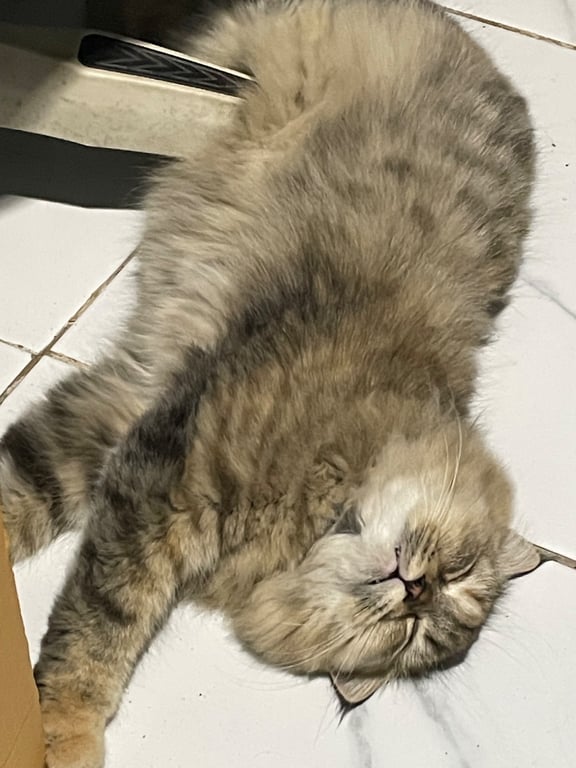 ชิเอล