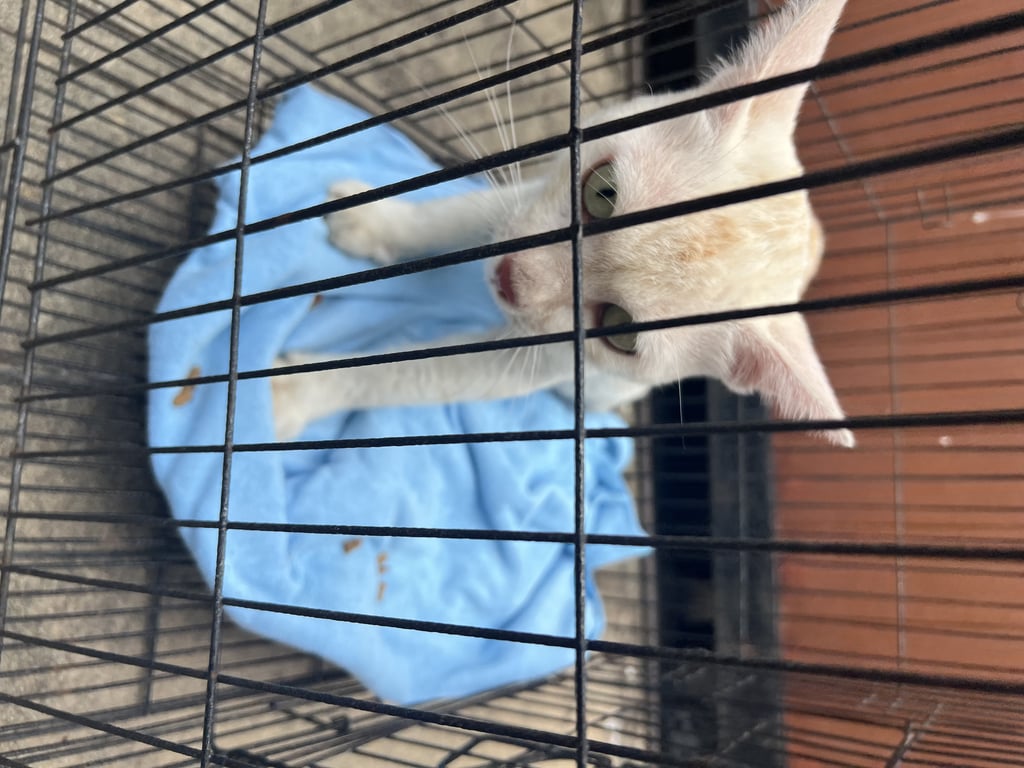 ตามหาเจ้าของแมว 