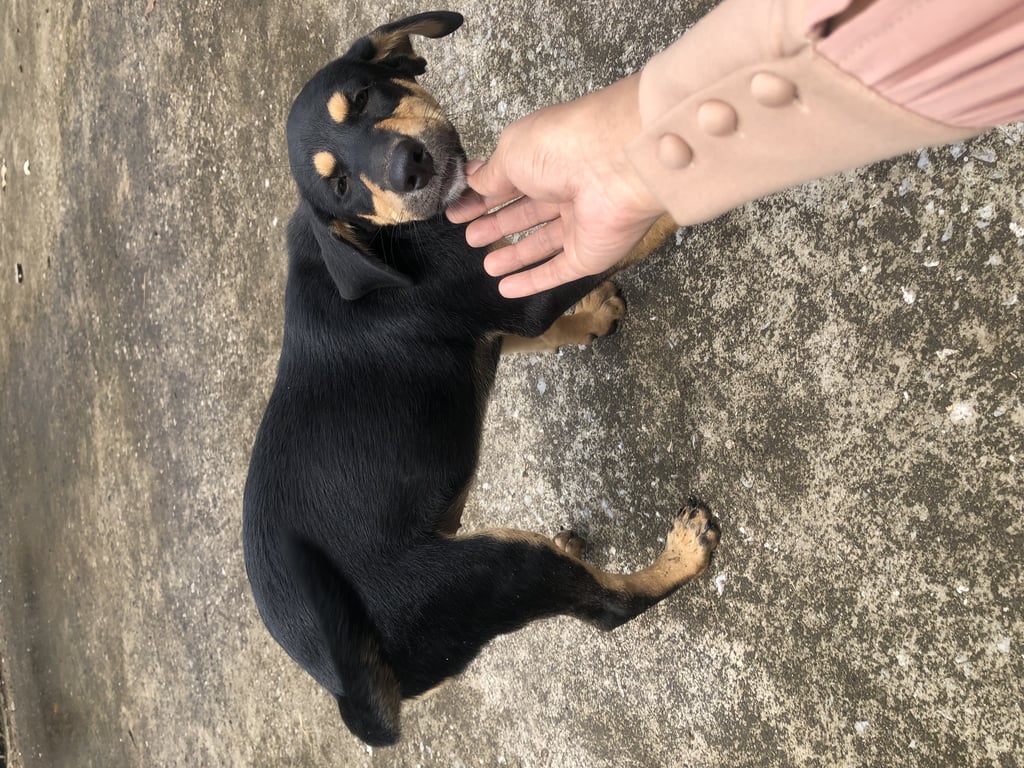 ตามหาเจ้าของหมา น้องเป็นลูกหมาจร ไม่มีบ้านค่ะ