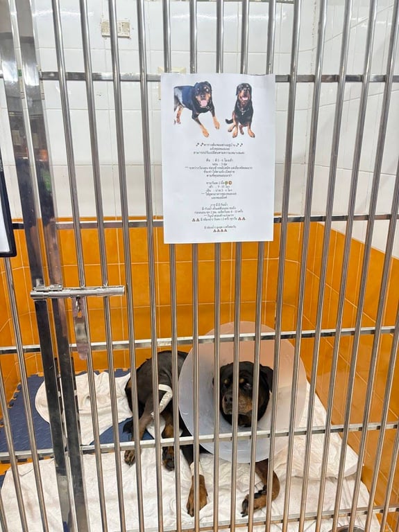 โรงพยาบาลสัตว์เมืองเอก สาขาเมืองเอก Muang Ake Pet Hospital 24 Hrs.