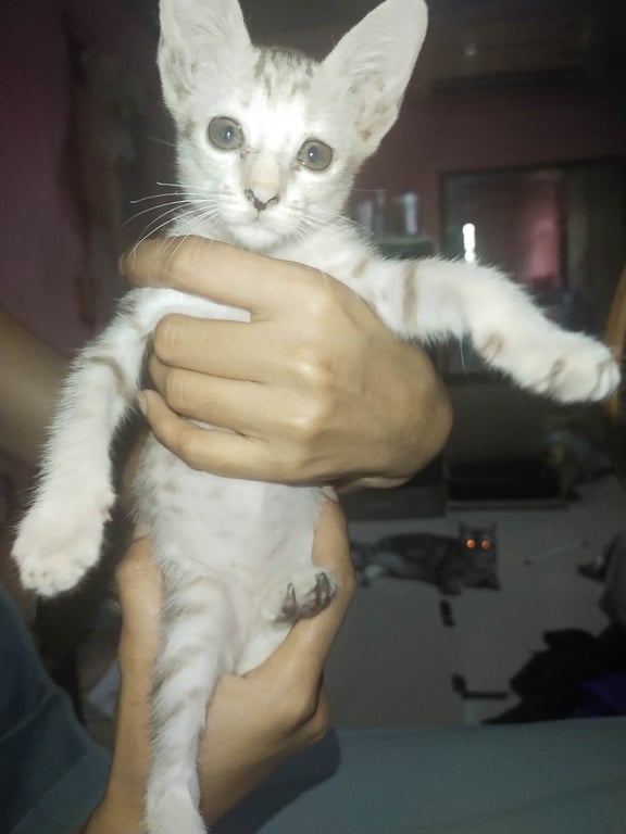 ตามหาเจ้าของแมว (ช่วยน้องมาจากในของน้องตกลงไปและเกาะขอนไม้ลอยไว้)
อายุประมาณ 1-2เดือน กินอาหารเองได้ทั้งเม็ดและเปียก
ใช้ทรายเป็นแล้วนิสัยขี้เล่น