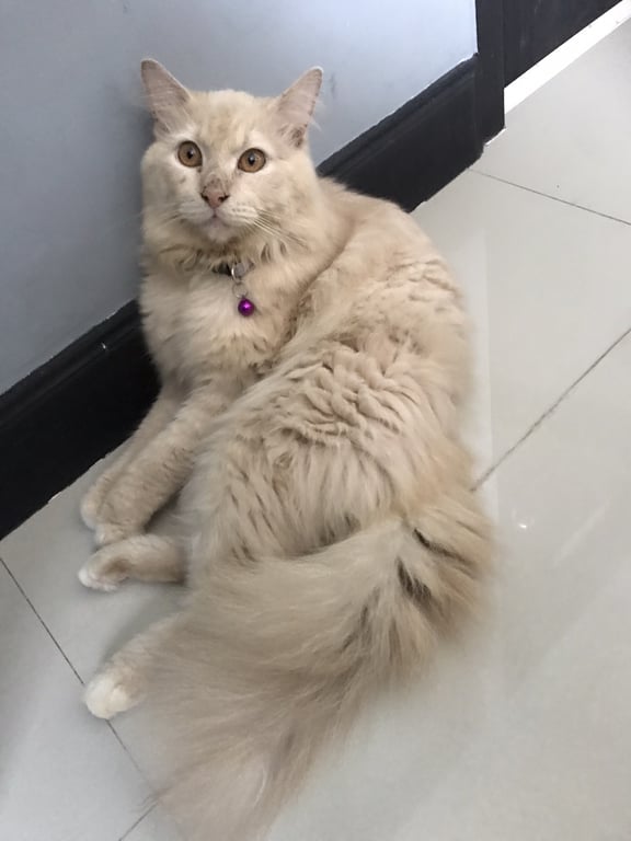 ตามหาเจ้าของแมว พบ บริเวณ ซอยลักกงษี หลังโรงไฟฟ้า  ภูเก็ต