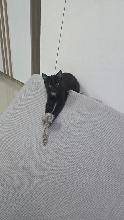 หมี