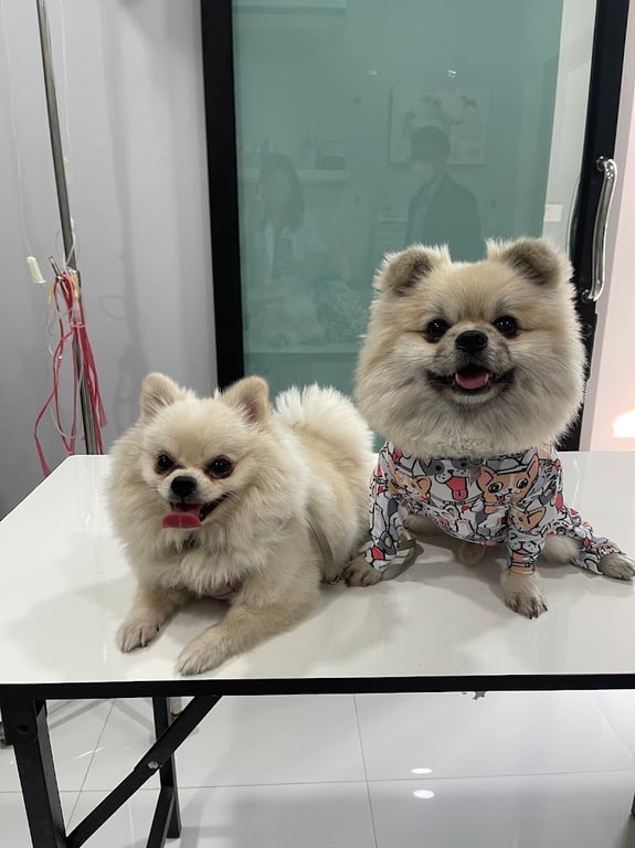 บำรุงราษฎร์สัตวแพทย์ BumRungRad Vet Clinic