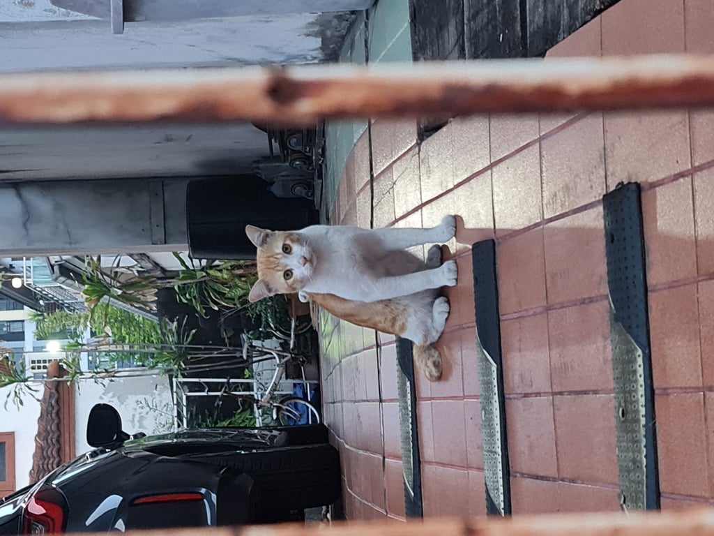 ตามหาเจ้าของแมว ตอนแรกที่มากินข้าว น้องมีปลอกคอน่าจะสีเขียว มีกระพรวนเสียงดัง แต่ตอนหลังปลอกคอหลุดหายไปแล้ว สีส้มขาว หางสั้นเหมือนหางกุด