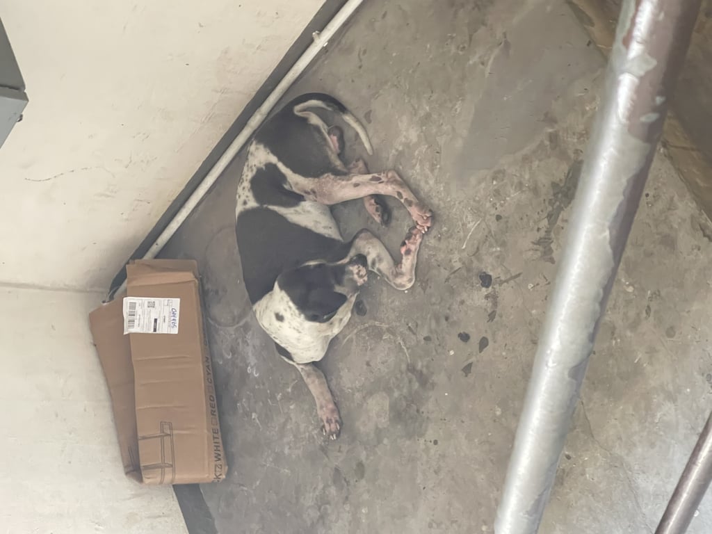 ตามหาเจ้าของหมา เจอน้องหมาเพศผู้อยู่ที่หมู่บ้านเอื้ออาทรหทัยราษฎร์ มีน้องหมาใครหลุดมาไหมคะ เผื่อเจ้าของตามหาอยู่น้องน่าจะกลัวกลุ่มหมาที่อยู่ข้างหน้าเลยไม่กล้าออกไปตอนนี้น้องแอบอยู่ตรงนี้ค่ะ
#หมาหาย #หมาหายคลองสามวา #สุนัขหลง #หทัยราษฎร์
น้องเป็นสุนัขเพศผู้  หลังอาน สีขาวดำค่ะ
ฝากช่วยแชร์ให้น้องได้กลับบ้านหรือท่านใดเมตตารับน้องไปดูแลได้นะคะน้องน่าสงสารเหมือนขาน้องบาดเจ็บ ด้วยค่ะ🙏🏻🙏🏻