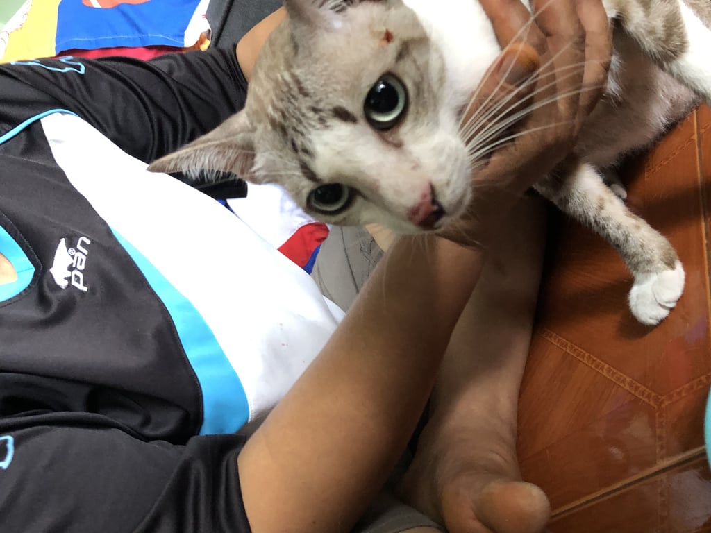 ตามหาเจ้าของแมว ตัวยาว อายุประมาณ3ปีขึ้น หูตั้ง ไม่อ้วน