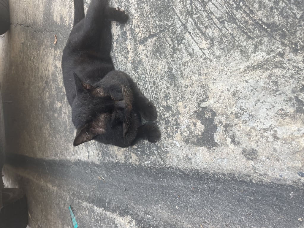 ตามหาเจ้าของแมว สีดำค่ะ น้องตัวผู้ไม่ค่อยกลัวคน