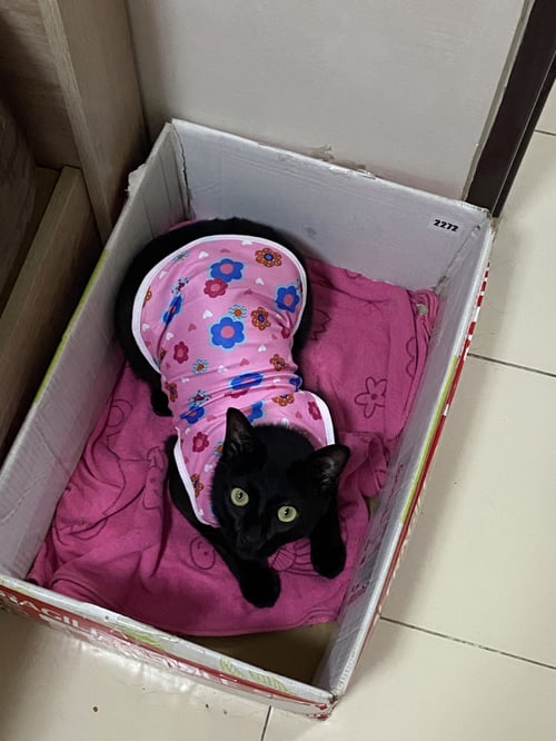 สาลี