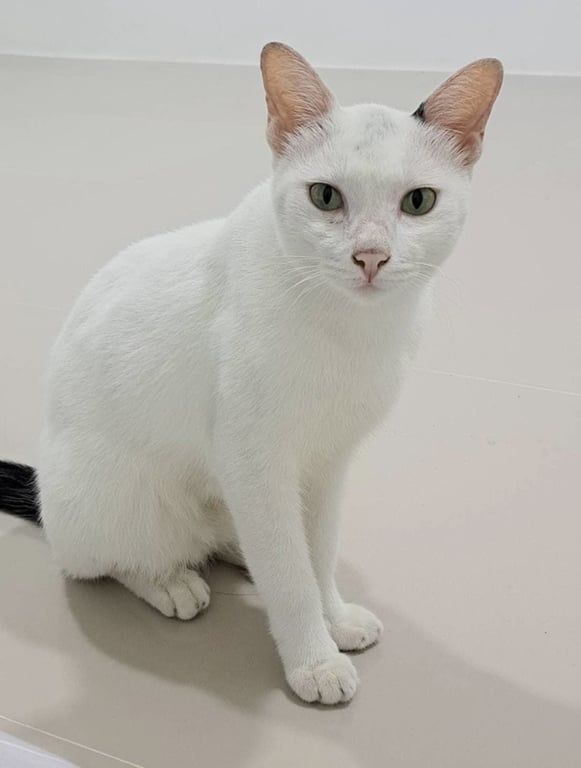 วอแว