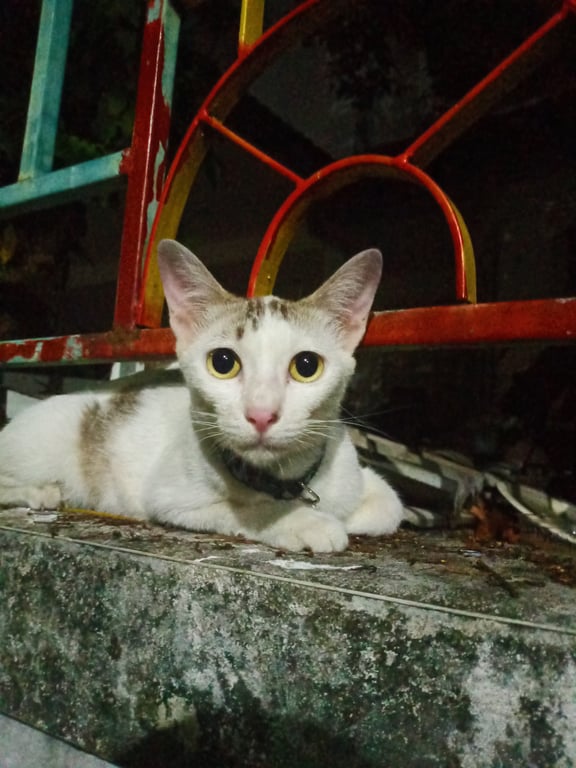 ตามหาเจ้าของแมว แม่แมว และลูกแมวอาศัยอยู่ในบ้านร้าง แม่แมว ลายสามสีลูกแมวลายสีขาว-ดำ สามสี ทั้งหมด 5 ตัว
ต้องการหาผู้อุปการะคุณน้อง กลัวงูจะกินน้องเนื่องจากเป็นบ้านร้าง รบกวนรับน้องทั้งครอบครัวนะคะ เนื่องจากลูกแมวยังเด็ก และยังไม่หย่านมค่ะ