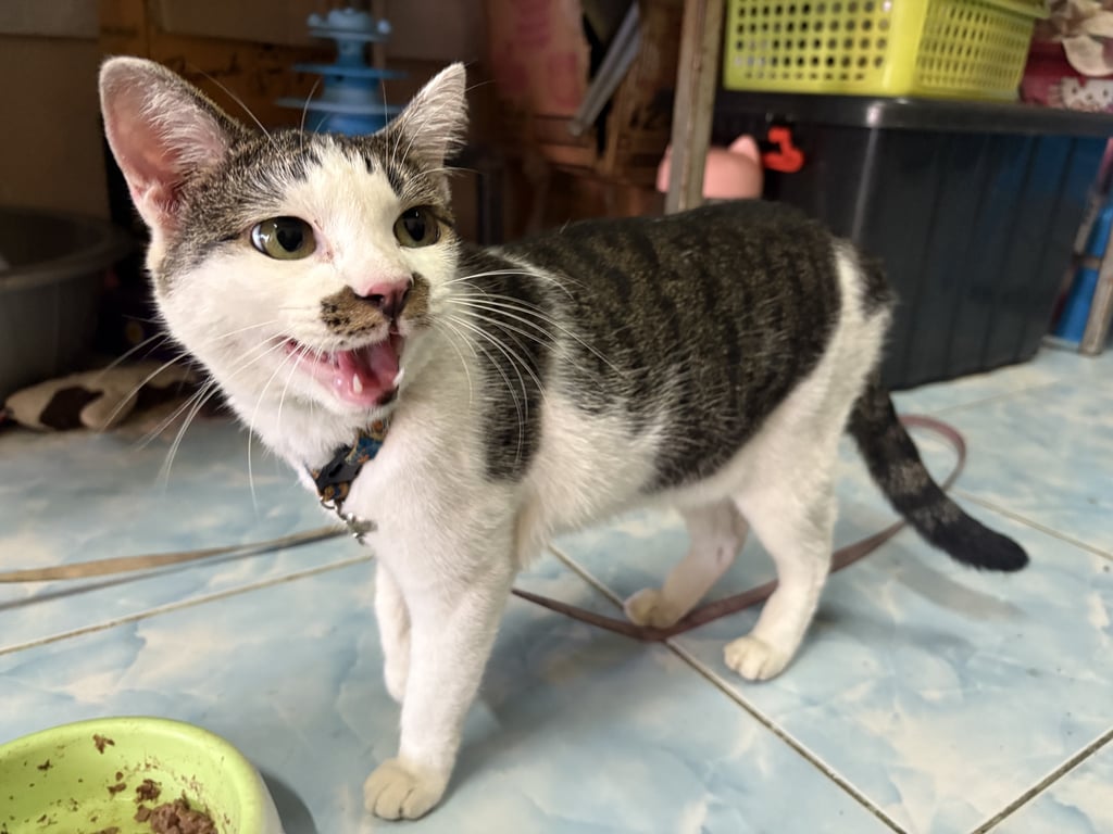 ตามหาเจ้าของแมว เพศเมีย หางยาว ขนสะอาด มีปลอกคอและกระดิ่ง น้องไม่กลัวคน ขี้อ้อน ลักษณะตรงหน้า ใต้จมูกมีลายสลิดคล้ายหนวด