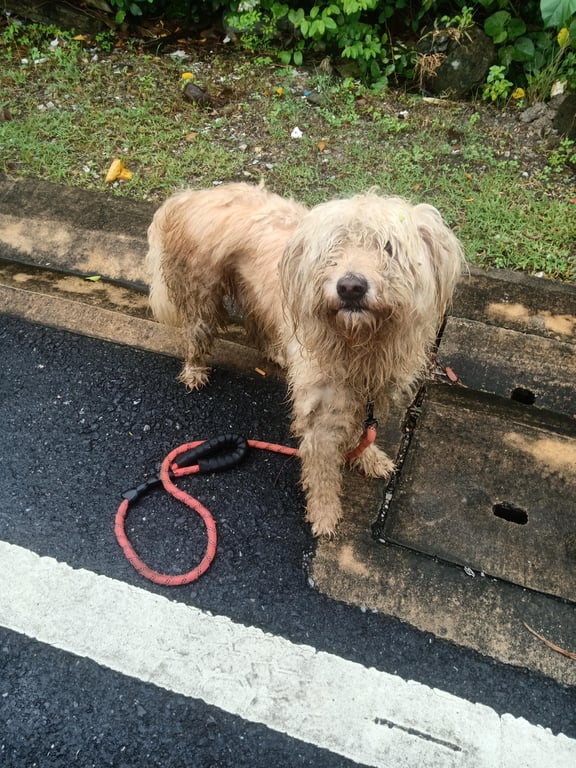 ตามหาเจ้าของหมา เพศผู้ ตัวใหญ่ มีขนเยอะปิดตา ขนยาว เชื่อง