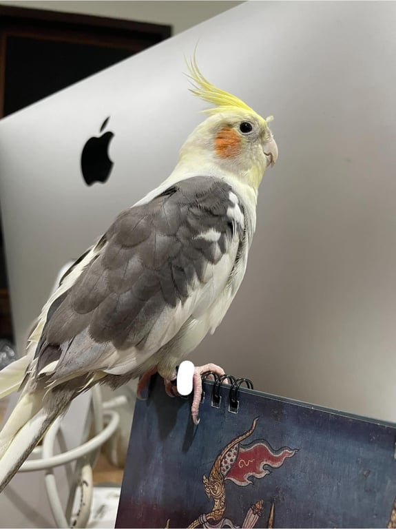 ตามหาเจ้าของนก พบเห็นแถวจรัญสนิทวงศ์