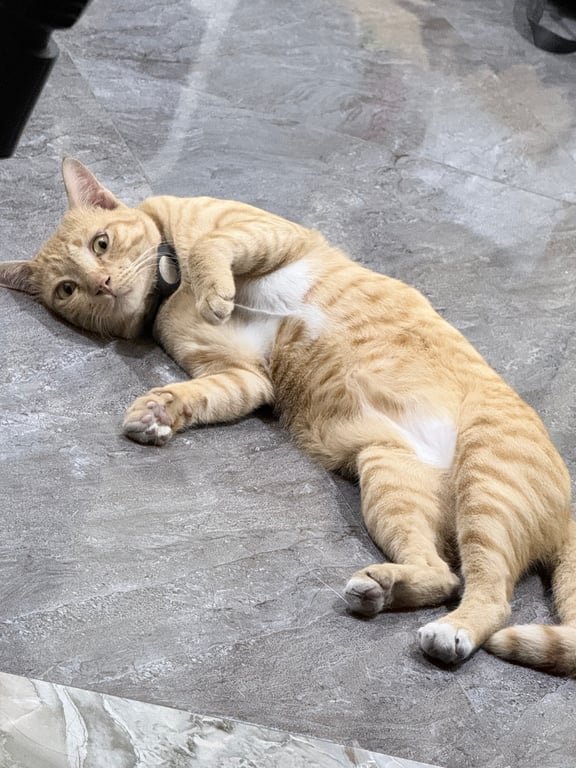 น้องส้ม
