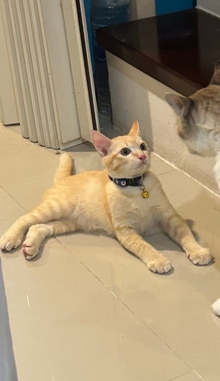 ทองม้วน