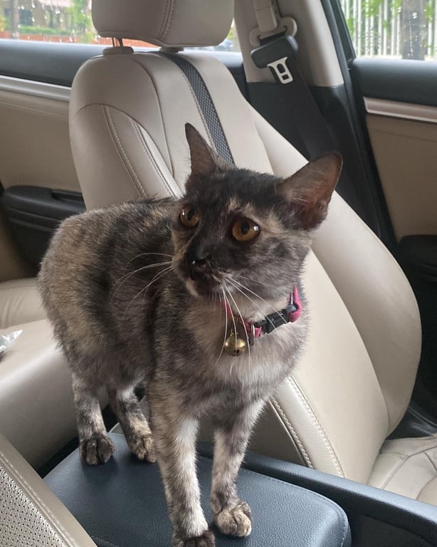 ตามหาเจ้าของแมว ปลอกคอสีชมพู เขียนว่า eagle