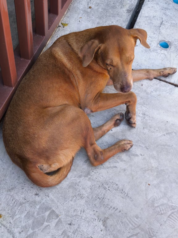 ตามหาเจ้าของหมา 