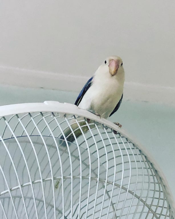 ตามหาเจ้าของนก นกเลิฟเบิร์ดขอบตา