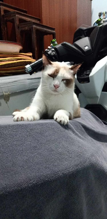 เบบี้