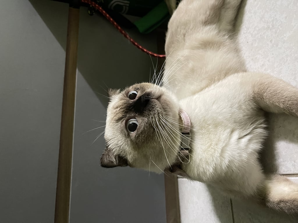 ตามหาเจ้าของแมว น้องยังไม่ทำหมันมีจุดเด่นอยู่ที่ไข่ของน้อง