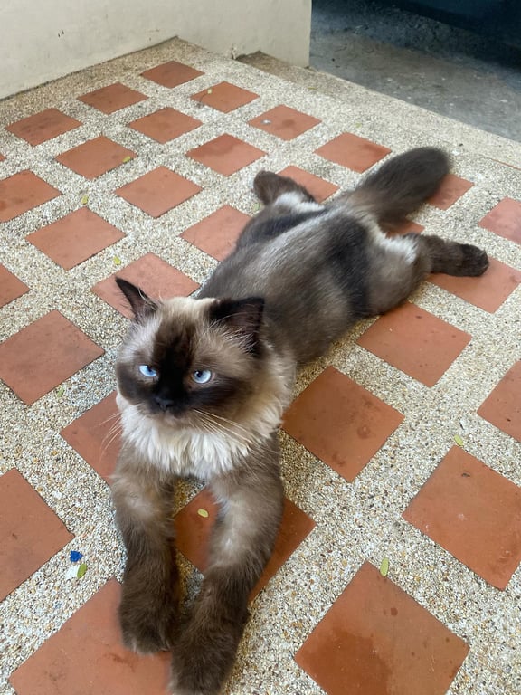 เลม่อน
