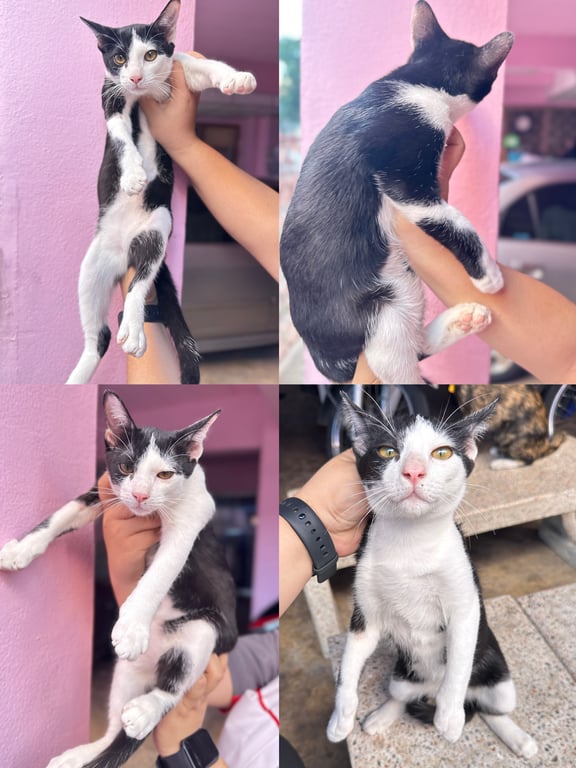 ตามหาเจ้าของแมว 📌 ขออนุญาตินะคะ หาผู้อุปการะ เด็กๆ ค่ะ 🐈  
แมวเพศผู้ ทั้งหมด อายุ 5 เดือน 
ฟรีนะคะ ส่งถึงที่ได้ บริเวณใกล้เคียง  รังสิต ประทุม ดอนเมือง หรือ ระแวกใกล้เคียง ค่ะ  ฟรีนะคะ 
 เจ้าของหอพัก ไม่ให้เลี้ยง หาบ้านให้น้องไม่ได้สักที   🥺 ฝากเอ็นดู เด็กๆ ด้วยนะคะ  🫶🏻🙇🏻‍♀️
📌📌📌 ทักแชทได้เลยนะคะ  ไม่ต้องเกรงใจค่ะ ยินดีมากๆค่ะ ขอบคุณนะคะ