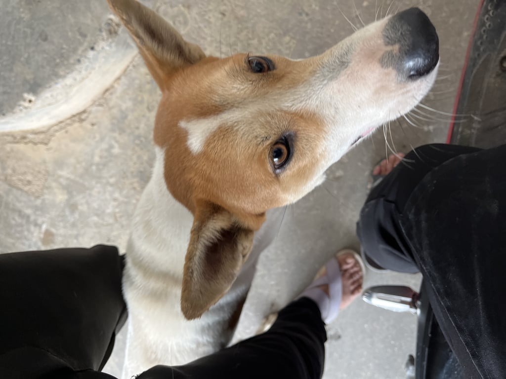 ตามหาเจ้าของหมา พบเห็นน้องตั้งแต่น้ำท่วม นิสัยเชื่อง ไม่ดุ