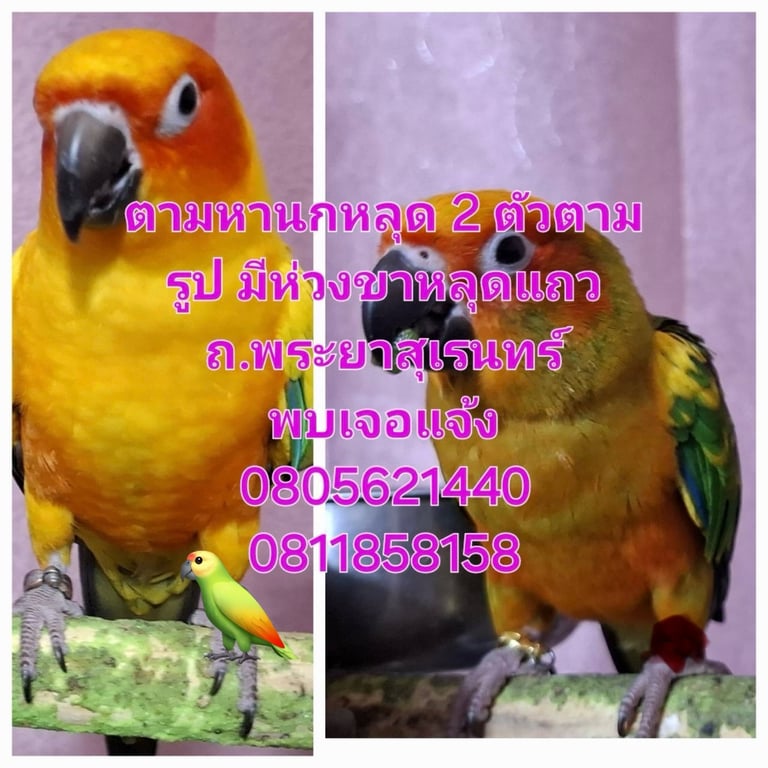 รีโว้ และ อัลติส