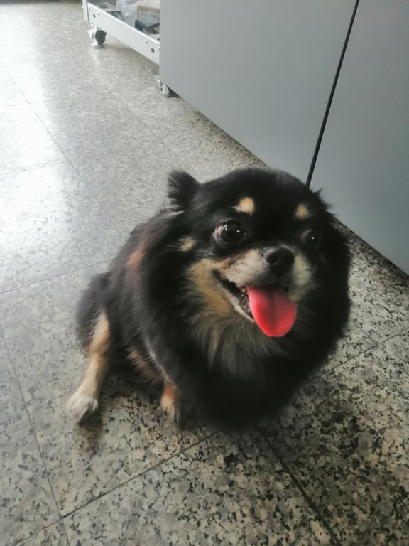 ตามหาเจ้าของหมา 